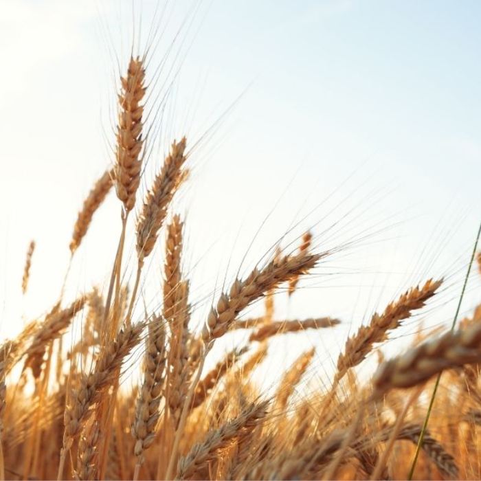 Buğday