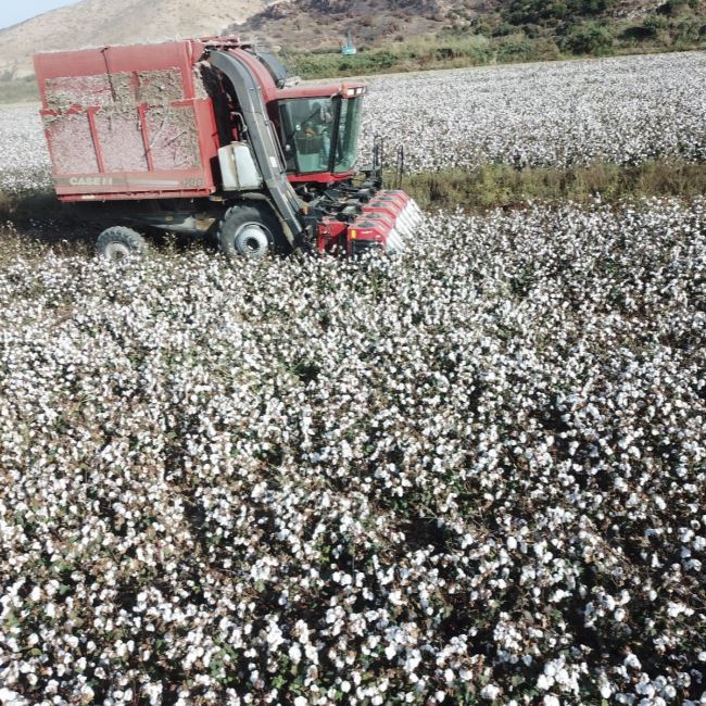 How is the Cotton Plant Utilized?